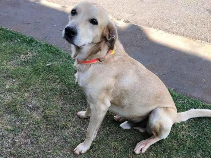Cachorro ra a SRD-ViraLata idade 4 anos nome Thor