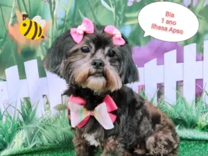 Cachorro raça Ilhasa apso idade 1 ano nome Bia 