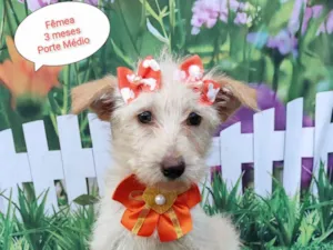 Cachorro raça SRD-ViraLata idade 2 a 6 meses nome Cristal 