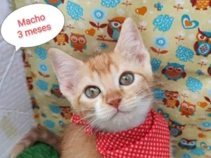 Gato raça SRD-ViraLata idade 2 a 6 meses nome Oliver 