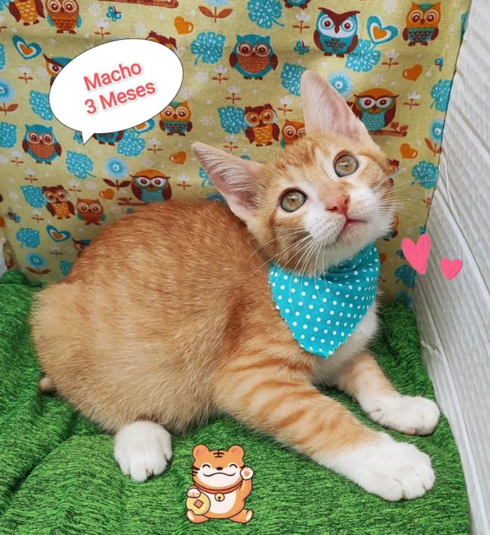 Gato ra a SRD-ViraLata idade 2 a 6 meses nome Bob