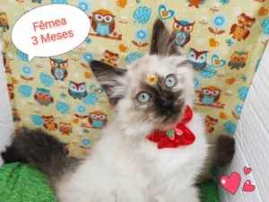 Gato raça SRD-ViraLata idade 2 a 6 meses nome Yara 