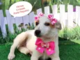 Jassie 