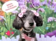 Belinha 