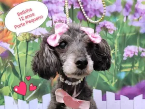 Cachorro raça SRD-ViraLata idade 6 ou mais anos nome Belinha 