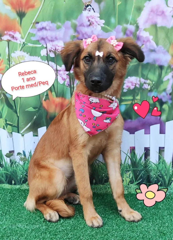 Cachorro ra a SRD-ViraLata idade 1 ano nome Rebeca