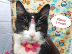 Gato raça SRD-ViraLata idade 2 a 6 meses nome Laura 