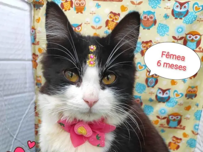 Gato ra a SRD-ViraLata idade 2 a 6 meses nome Laura 