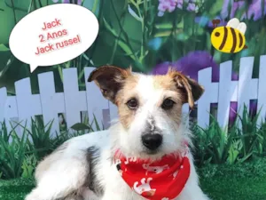 Cachorro raça Jack russel  idade 2 anos nome Jack 