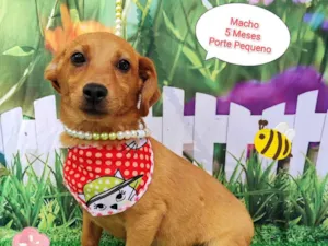 Cachorro raça SRD-ViraLata idade 7 a 11 meses nome Vitor 