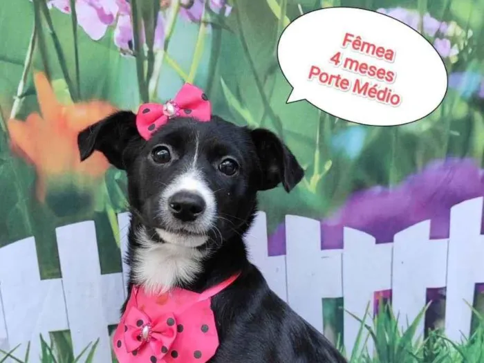 Cachorro ra a SRD-ViraLata idade 2 a 6 meses nome Vivian 