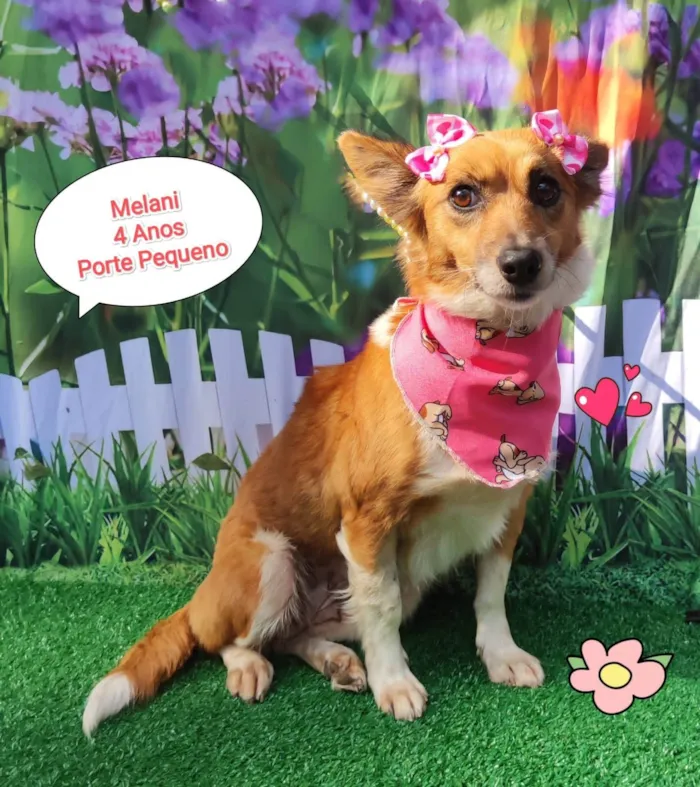 Cachorro ra a SRD-ViraLata idade 4 anos nome Melani 