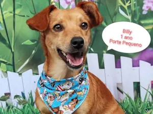 Cachorro raça SRD-ViraLata idade 1 ano nome Billy