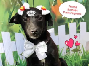 Cachorro raça SRD-ViraLata idade 7 a 11 meses nome Karen 
