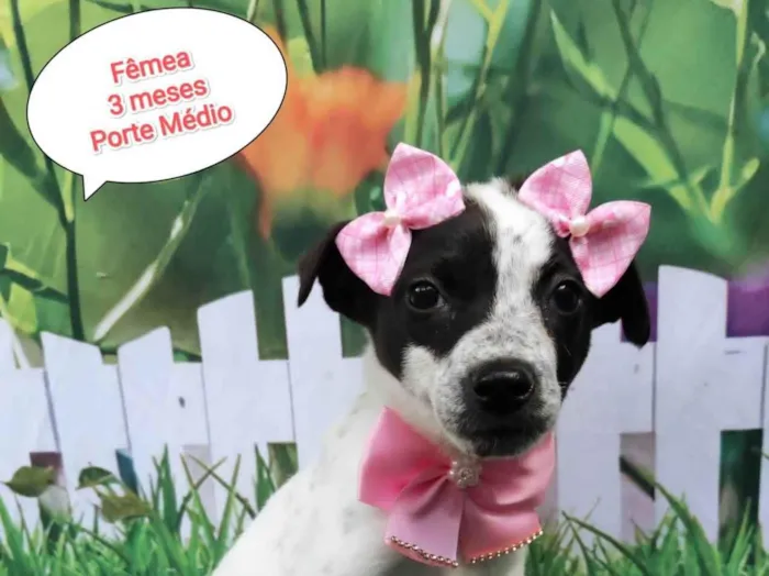 Cachorro ra a SRD-ViraLata idade 2 a 6 meses nome Vitória