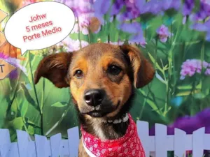 Cachorro raça SRD-ViraLata idade 2 a 6 meses nome Johw 