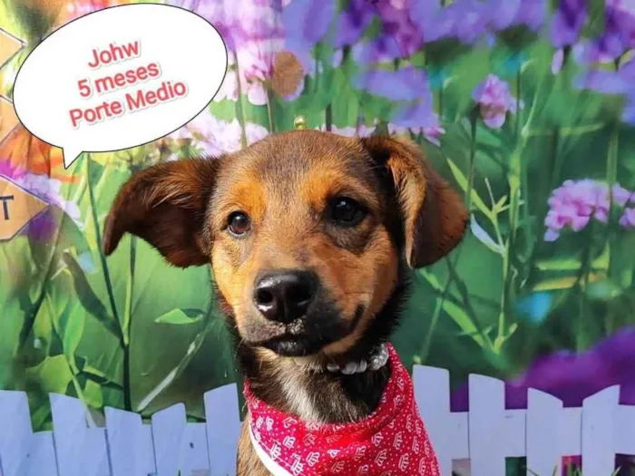 Cachorro ra a SRD-ViraLata idade 2 a 6 meses nome Johw 
