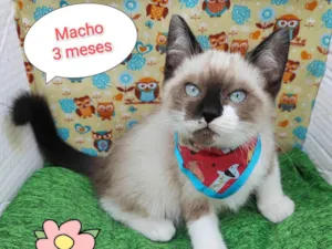 Gato raça SRD-ViraLata idade 2 a 6 meses nome Ryan 