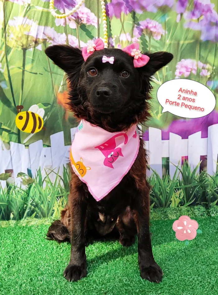 Cachorro ra a SRD-ViraLata idade 2 anos nome Aninha 
