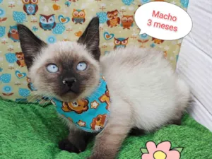 Gato raça SRD-ViraLata idade 2 a 6 meses nome Fernando 