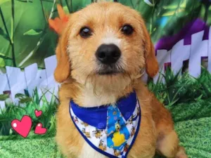 Cachorro raça SRD-ViraLata idade 1 ano nome Danilo