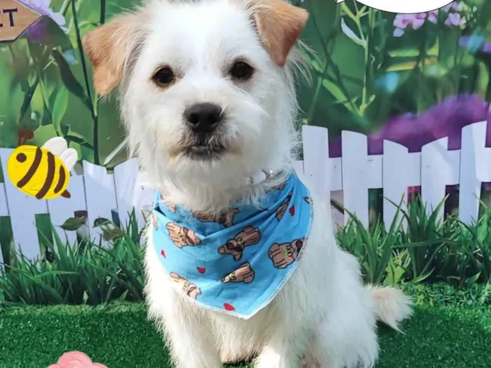 Cachorro ra a SRD-ViraLata idade 1 ano nome Vitor