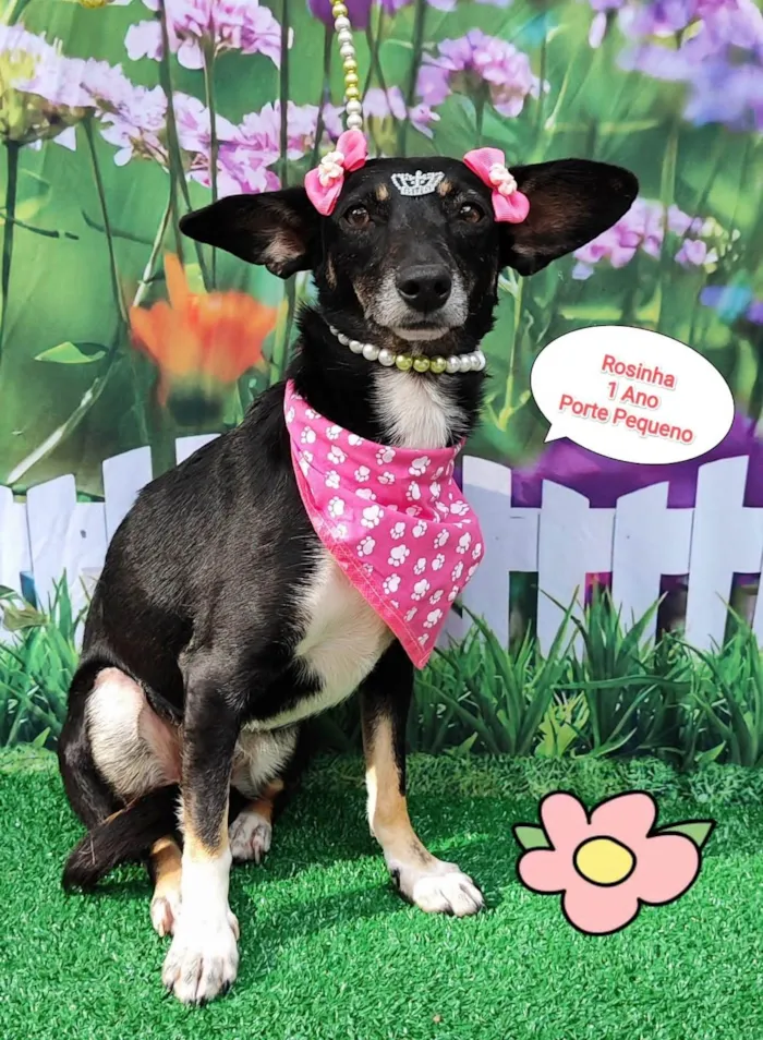 Cachorro ra a SRD-ViraLata idade 1 ano nome Rosinha