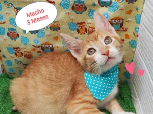 Gato raça SRD-ViraLata idade 2 a 6 meses nome Bob