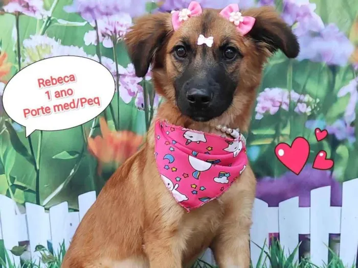 Cachorro ra a SRD-ViraLata idade 1 ano nome Rebeca