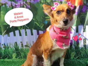 Cachorro raça SRD-ViraLata idade 4 anos nome Melani 