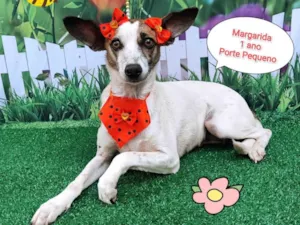 Cachorro raça  idade 1 ano nome Margarida 
