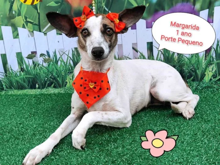 Cachorro ra a  idade 1 ano nome Margarida 