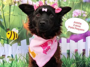 Cachorro raça SRD-ViraLata idade 2 anos nome Aninha 
