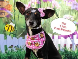 Cachorro raça SRD-ViraLata idade 1 ano nome Flor