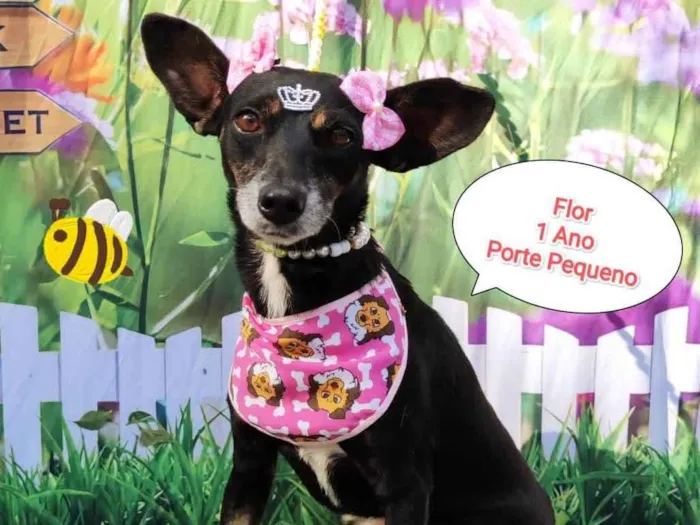 Cachorro ra a SRD-ViraLata idade 1 ano nome Flor