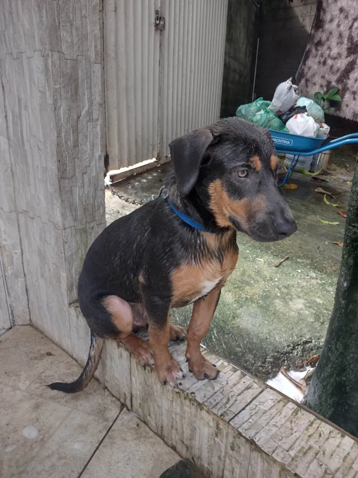 Cachorro ra a SRD-ViraLata idade 7 a 11 meses nome Théo 