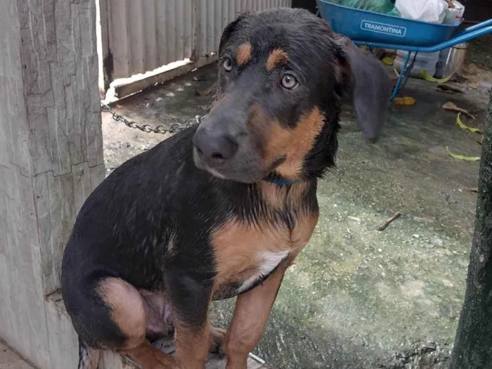 Cachorro ra a SRD-ViraLata idade 7 a 11 meses nome Théo 