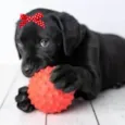 Rubi 