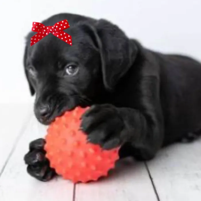 Cachorro ra a Mestica  idade 7 a 11 meses nome Rubi 