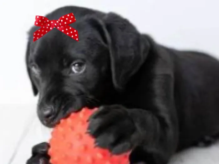 Cachorro ra a Mestica  idade 7 a 11 meses nome Rubi 