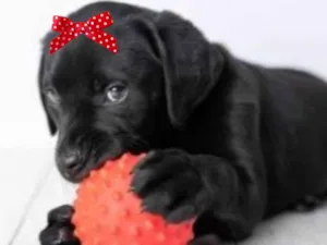 Cachorro raça Mestica  idade 7 a 11 meses nome Rubi 