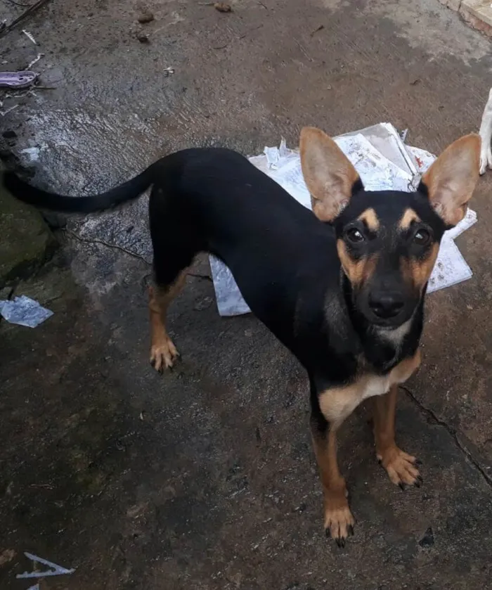 Cachorro ra a SRD-ViraLata idade 1 ano nome Pretinha 