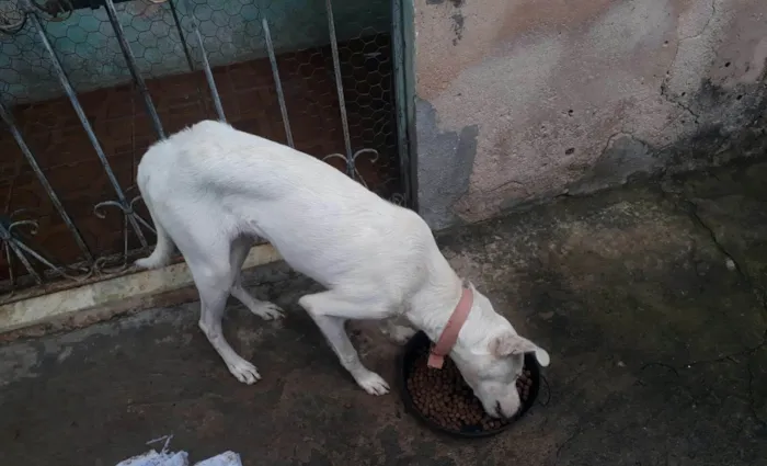 Cachorro ra a SRD-ViraLata idade 1 ano nome Zoinho