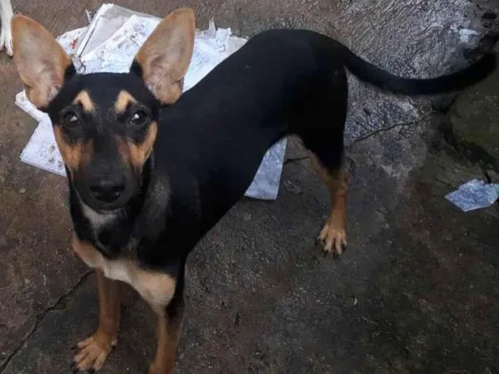 Cachorro ra a SRD-ViraLata idade 1 ano nome Pretinha 