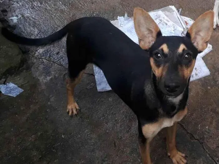 Cachorro ra a SRD-ViraLata idade 1 ano nome Pretinha 