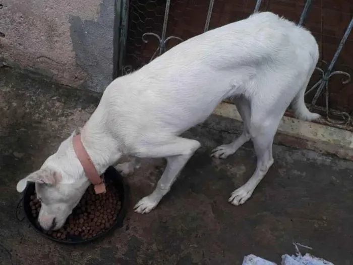 Cachorro ra a SRD-ViraLata idade 1 ano nome Zoinho