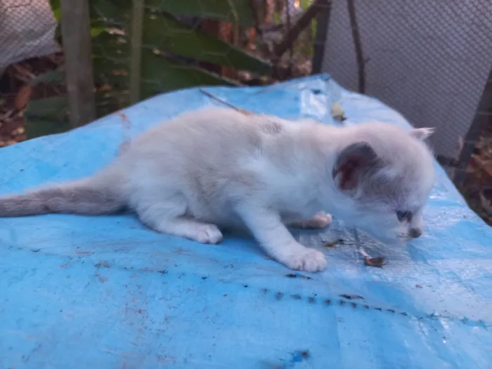 Gato ra a Mestiço de Thai idade Abaixo de 2 meses nome Thaiz