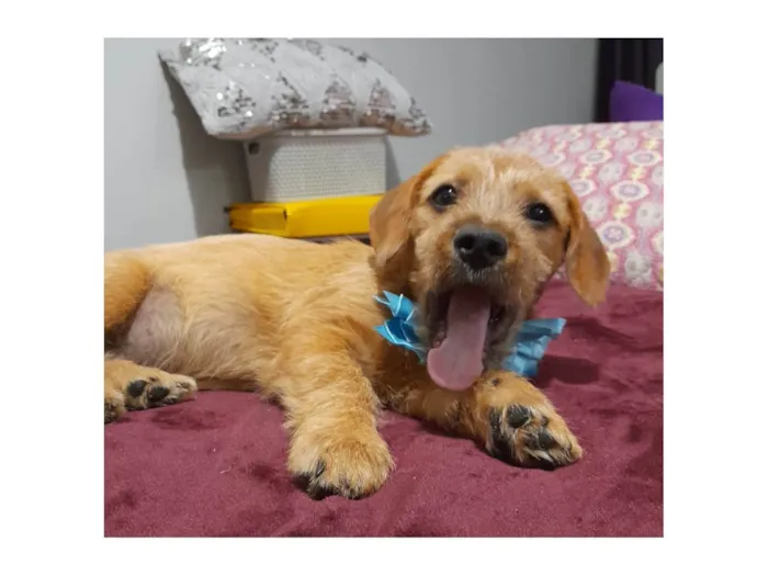 Cachorro ra a Mestico de basdet idade 2 a 6 meses nome Noah