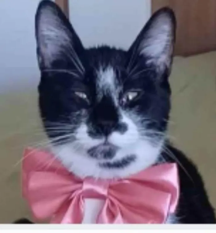 Gato ra a srd frajolinha  idade 7 a 11 meses nome AIKA