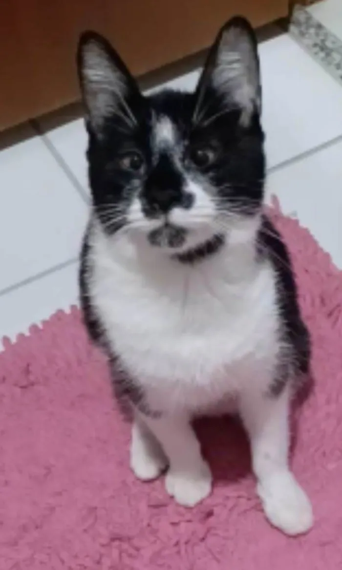 Gato ra a srd frajolinha  idade 7 a 11 meses nome AIKA